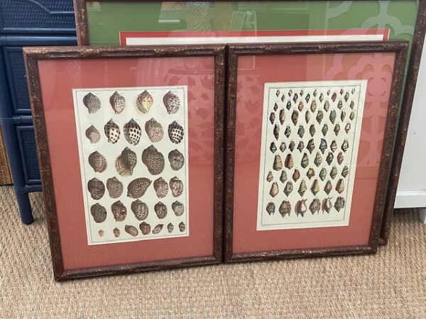 Assorted Shell Prints - Image 4