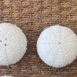 Sea Urchin S/P Set