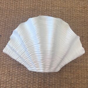 Shell Vase
